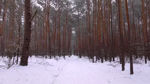 Flying through a snowy pine tree forest in winter Stock-Footage 331070550