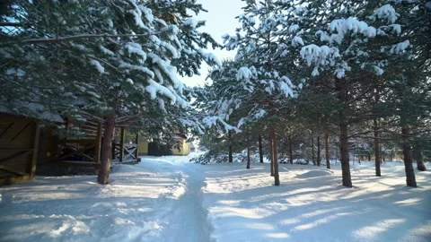 Flying through snowy pine trees Video stock 231559029