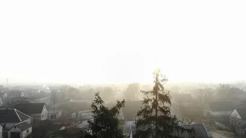 Flying through spruce trees Stock Footage 121441401