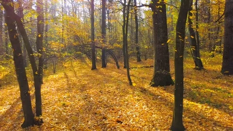 Flying through the stunning autumn forest full of golden leaves. Vidéo 81616009