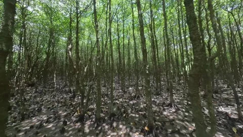 Flying Through a Subtropical Mangrove Forest by FPV Drone in Okinawa Japan Video stock 332162312