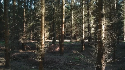 Flying through a sunny forest like a bird, exploring pine trees in solitude Stock Footage 89705384