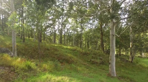 Flying through sunny forest Stock Footage 63284194