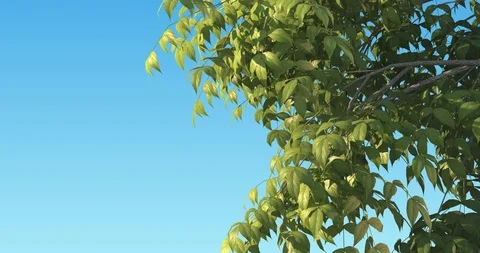 Flying through swaying tree at the wind. Alpha matte. Best for arhitectural Stock Footage 105063377
