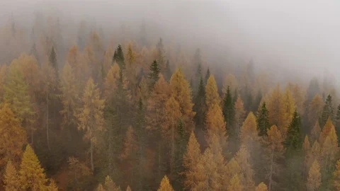 Flying through thick clouds covering a whole orange forest, Autumn Stock Footage 129823701
