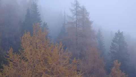 Flying through thick clouds in the middle of a forest, Autumn Stock Footage 129817392