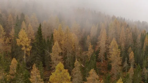 Flying through thick clouds on top of an orange and green forest, Autumn 库存影片 129817287
