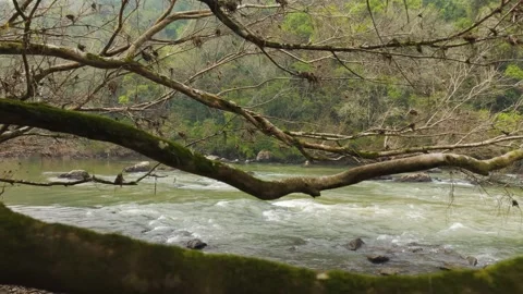 Flying through tree branches over a rushing green river. Irani river. Stock Footage 317657952