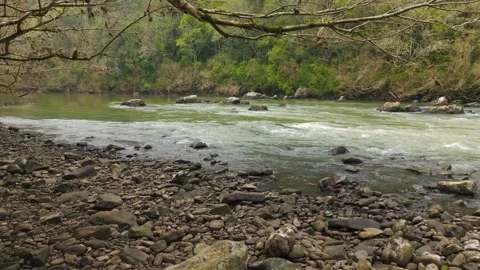 Flying through tree branches over a rushing green river. Irani river. Stock Footage 317658003