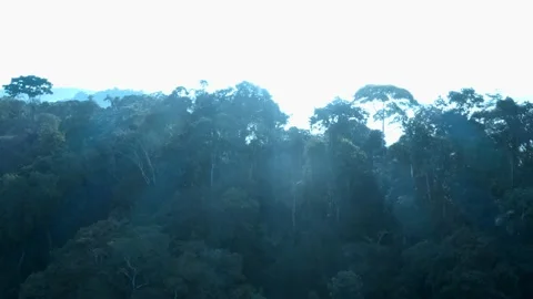Flying through the tree crowns of a tropical forest: Ecuadorian Amazon forest Stock Footage 165841266
