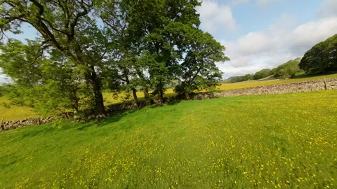 Flying through the tree Stock Footage 312172486