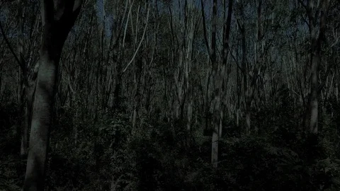 Flying Through Tree Forest at Night Stock Footage 103318475