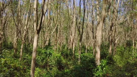 Flying Through Tree Forest in Sunny Summer Day Stock Footage 102214833