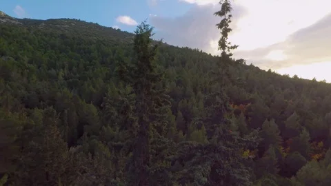 Flying through tree tops 스톡 동영상 106336357