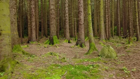 Flying through tree trunks, Tollymore Forest, Northern Ireland Stock Footage 97284373