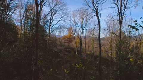 Flying through the trees above narrow road in autumn magic forest Video stock 100757699