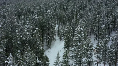 Flying through the trees after fresh snow has fallen in Colorado Stock Footage 247364150