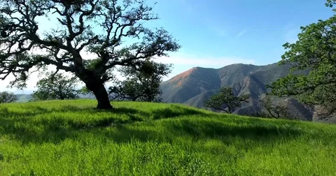 Flying through the trees and over the hills in Santa Ynez, California Stock Footage 72936238