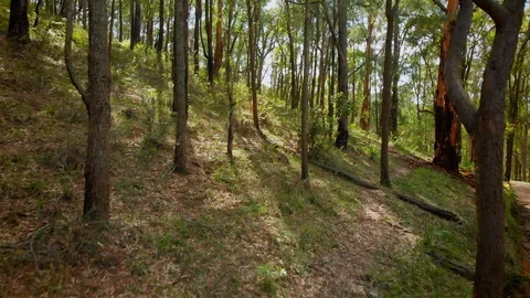 Flying through the trees of Australian bush land on a hill Stock Footage 125458544
