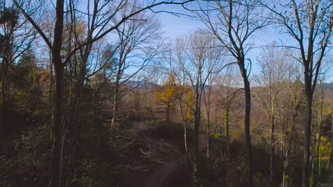 Flying up through the trees in autumn forest, green fields, roads and mountains Video stock 100757769