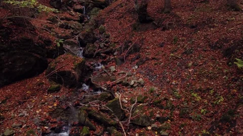 Flying through the trees in the autumn forest Stock Footage 221791985