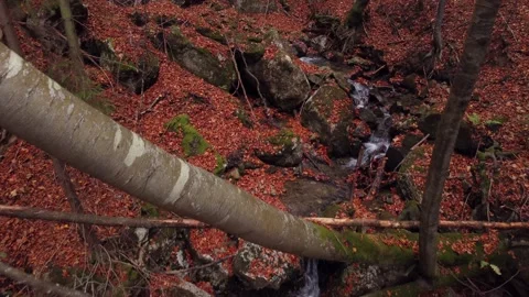 Flying through the trees in the autumn forest Stock Footage 221792167