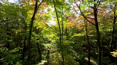 Flying through the trees in fall color FPV drone aerial shot in the leaves Stock Footage 256942508