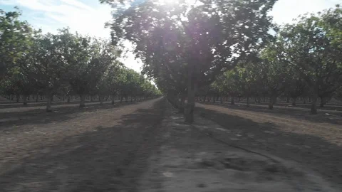 Flying Through Trees In A Field Stock Footage 89783336