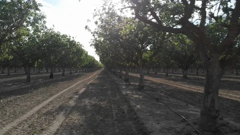 Flying Through Trees In A Field Stock Footage 89783415