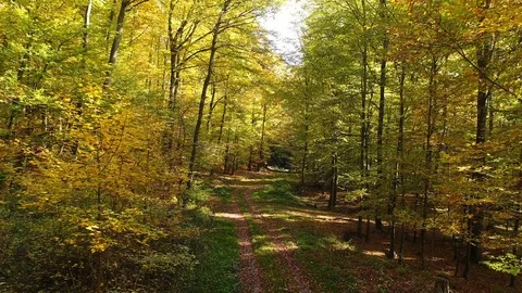 Flying through the trees 库存影片 81644024