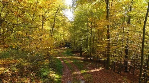Flying through the trees Stockbeeldmateriaal 81644198