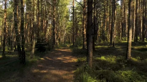Flying through trees Stock Footage 115317580