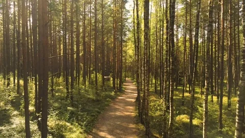 Flying through trees Stock Footage 115317607