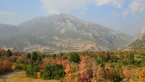 Flying Through Trees Stock Footage 139662473