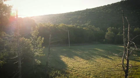 Flying Through the Trees Stock Footage 313156423