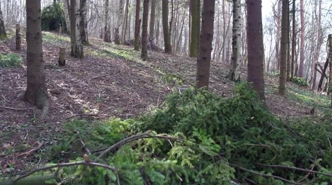 Flying through the trees in the forest aerial. Stock Footage 60416017