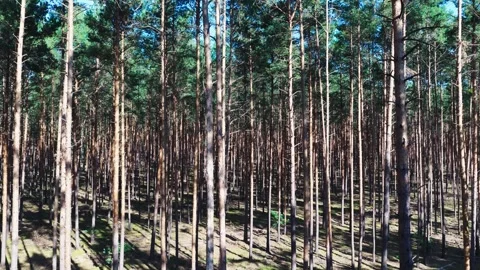 Flying through the trees in a forest Stock Footage 317513365