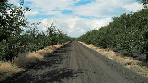 Flying through trees. Ideally even rows of young and well-groomed trees Video stock 93176723