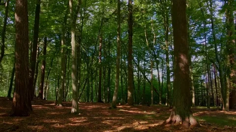 Flying through the trees in a lush green forest Stock Footage 141720055