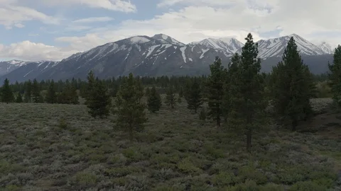 Flying through trees at Mammoth Lakes, California Vidéo 110825043