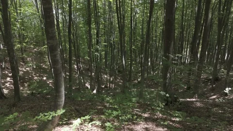 Flying through the trees of a mountain forest Stock Footage 288716700