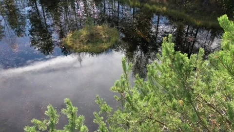 Flying Through Trees Over The Swamp Stock Footage 170507070