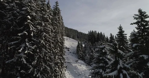 Flying up through trees to reveal view toward Austrian Alps Stock Footage 102448138