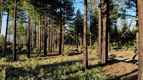 Flying Through Trees - Toiyabe Forest Aerial Drone Stock Footage 111399069