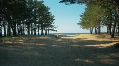 Flying through Trees towars Beach and Sea in Bright Sunny Day Stock Footage 64771223