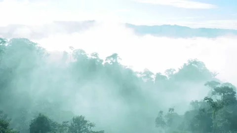 Flying through a tropical forest covered in fog showing the trees of the Amazon Stock Footage 155418439