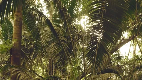 Flying through tropical leaves inside a tropical forest with a warm filter Stock Footage 160316809