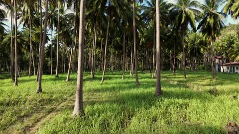 Flying Through Tropical Palm Forest in Koh Samui, Thailand Видео 335861151