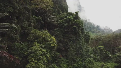 Flying through the tropical rainforest, between the green mountains on a rainy Stock Footage 201415065