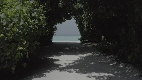 Flying through a tunnel of trees to the open water Stock Footage 241940529